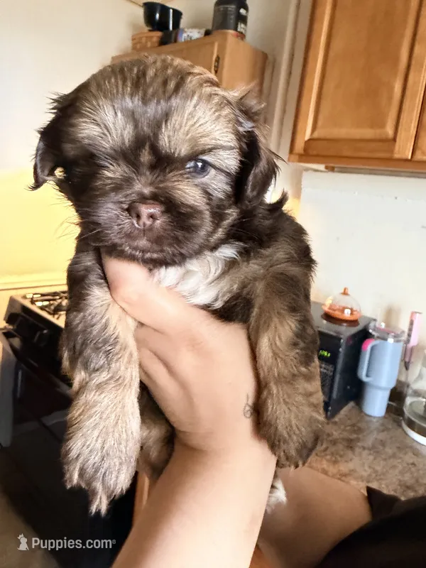 Brownie – Shih Tzu puppy for sale in Providence, RI