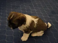  Niko, a male Shih Tzu for sale in Providence, RI – 6 of 7