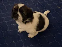 Spots, a female Shih Tzu for sale in Providence, RI – 2 of 8