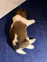  Niko, a male Shih Tzu for sale in Providence, RI – 7 of 7