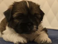  Niko, a male Shih Tzu for sale in Providence, RI – 2 of 7