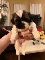 Spots, a female Shih Tzu for sale in Providence, RI – 6 of 8