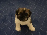  Niko, a male Shih Tzu for sale in Providence, RI – 5 of 7
