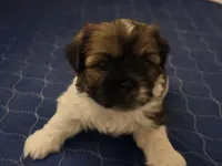  Niko, a male Shih Tzu for sale in Providence, RI – 4 of 7