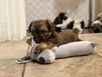 Brownie, a male Shih Tzu for sale in Providence, RI – 3 of 6