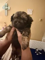 Brownie, a male Shih Tzu for sale in Providence, RI – 5 of 6