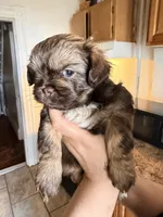 Brownie, a male Shih Tzu for sale in Providence, RI – 2 of 6