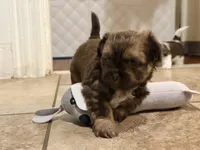 Brownie, a male Shih Tzu for sale in Providence, RI – 6 of 6