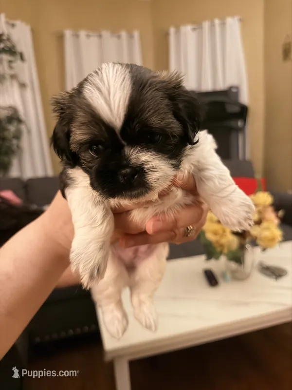 Spots – Shih Tzu puppy for sale in Providence, RI
