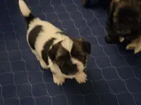 Spots, a female Shih Tzu for sale in Providence, RI – 8 of 8