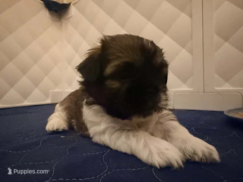  Niko – Shih Tzu puppy for sale in Providence, RI