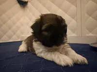 Niko, a male Shih Tzu for sale in Providence, RI – 1 of 7