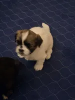 Princess, a female Shih Tzu for sale in Providence, RI – 3 of 3