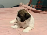 Princess, a female Shih Tzu for sale in Providence, RI – 2 of 3