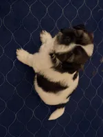Spots, a female Shih Tzu for sale in Providence, RI – 4 of 8