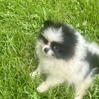 Maddie, a female Pomeranian for sale in Cass City, MI – Photo 4 of 5