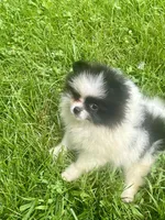 Maddie, a female Pomeranian for sale in Cass City, MI – Photo 4 of 5