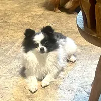 Maddie, a female Pomeranian for sale in Cass City, MI – Photo 1 of 5