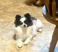 Maddie, a female Pomeranian for sale in Cass City, MI – Photo 1 of 5