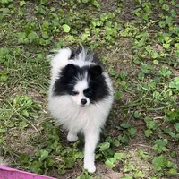 Maddie, a female Pomeranian for sale in Cass City, MI – Photo 5 of 5