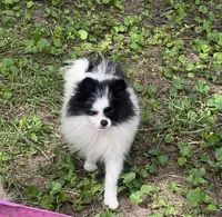 Maddie, a female Pomeranian for sale in Cass City, MI – Photo 5 of 5