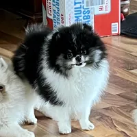 Maddie, a female Pomeranian for sale in Cass City, MI – Photo 3 of 5