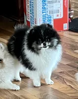 Maddie, a female Pomeranian for sale in Cass City, MI – Photo 3 of 5