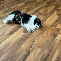 Maddie, a female Pomeranian for sale in Cass City, MI – Photo 2 of 5