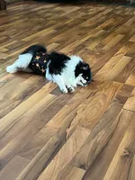 Maddie, a female Pomeranian for sale in Cass City, MI – Photo 2 of 5