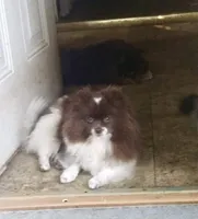 Chip, a male Pomeranian for sale in Cass City, MI – Photo 1 of 3