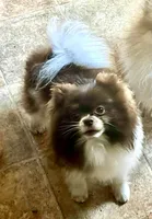 Chip, a male Pomeranian for sale in Cass City, MI – Photo 2 of 3