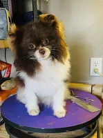 Chip, a male Pomeranian for sale in Cass City, MI – Photo 3 of 3