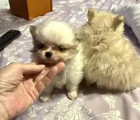 processed/5e34aeba-baf6-4310-9104-ac5a9f6f83c2/listing/4a9c461f-552b-4f78-b758-b783684813ae/603358e7-132c-4250-975d-0b4d65906176