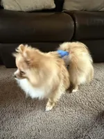 Kafe, a male Pomeranian for sale in Cass City, MI – Photo 6 of 9