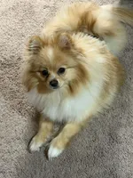 Kafe, a male Pomeranian for sale in Cass City, MI – Photo 8 of 9