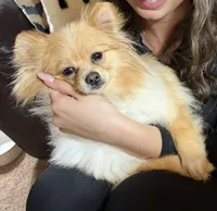 Kafe, a male Pomeranian for sale in Cass City, MI – Photo 9 of 9