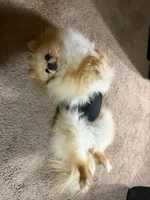 Kafe, a male Pomeranian for sale in Cass City, MI – Photo 4 of 9