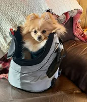 Kafe, a male Pomeranian for sale in Cass City, MI – Photo 7 of 9