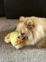 Kafe, a male Pomeranian for sale in Cass City, MI – Photo 5 of 9