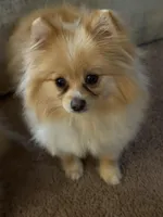 Kafe, a male Pomeranian for sale in Cass City, MI – Photo 2 of 9