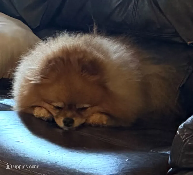 Naughty – Pomeranian puppy for sale in Cass City, MI