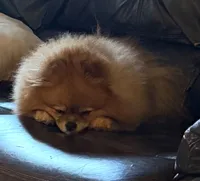 Naughty, a female Pomeranian for sale in Cass City, MI – 1 of 1