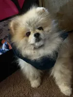 Java, a male Pomeranian for sale in Cass City, MI – Photo 5 of 9