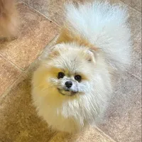 Java, a male Pomeranian for sale in Cass City, MI – Photo 1 of 9