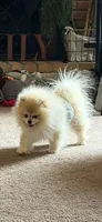 Java, a male Pomeranian for sale in Cass City, MI – Photo 7 of 9