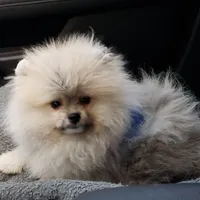 Java, a male Pomeranian for sale in Cass City, MI – Photo 3 of 9