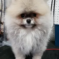 Java, a male Pomeranian for sale in Cass City, MI – Photo 2 of 9