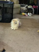 Java, a male Pomeranian for sale in Cass City, MI – Photo 9 of 9
