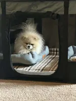 Java, a male Pomeranian for sale in Cass City, MI – Photo 6 of 9