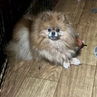 Sky, a female Pomeranian for sale in Cass City, MI – Photo 1 of 2